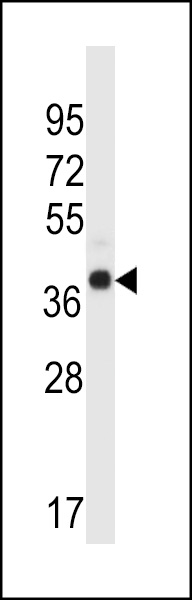WB - WDR89 Antibody (C-term) AP13408b