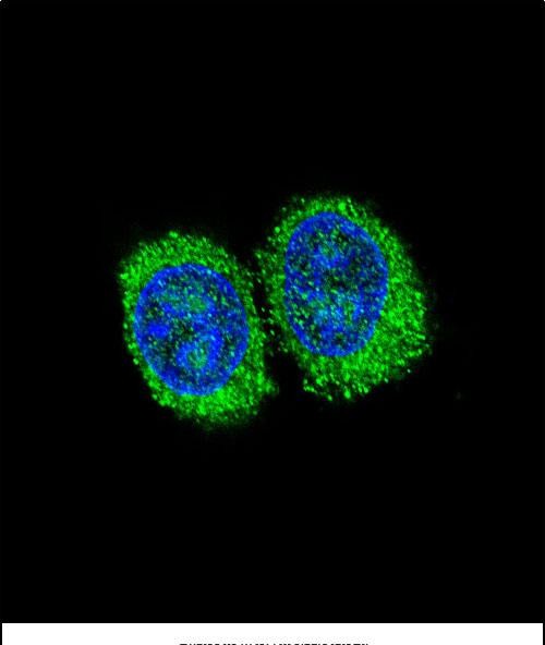 Confocal immunofluorescent analysis of NPC1 Antibody (Center) (Cat#AP13472c) with 293 cell followed by Alexa Fluor 488-conjugated goat anti-rabbit lgG (green). DAPI was used to stain the cell nuclear (blue).