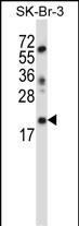 WB - LIN52 Antibody (N-term ) AP13482a
