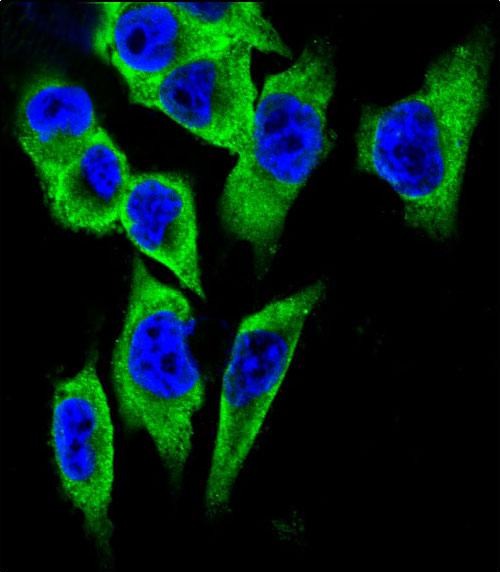 Confocal immunofluorescent analysis of LDHA Antibody (C-term)(Cat#AP13542b) with A375 cell followed by Alexa Fluor 488-conjugated goat anti-rabbit lgG (green).DAPI was used to stain the cell nuclear (blue).