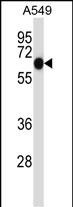 ALPPL2 Antibody (N-term) (Cat. #AP13552a) western blot analysis in A549 cell line lysates (35ug/lane).This demonstrates the ALPPL2 antibody detected the ALPPL2 protein (arrow).