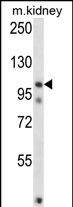 WB - FSTL5 Antibody (N-term) AP13554a