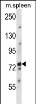 WB - NUFIP2 Antibody (Center) AP13566c