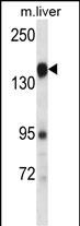 WB - PLXNC1 Antibody (C-term) AP13576b