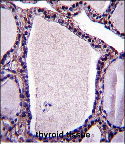 IHC-P - NSMAF Antibody (N-term) AP13585a