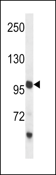 WB - PCDH18 Antibody (C-term) AP13587B