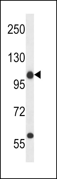 C14orf135 Antibody (Center) (Cat. #AP13598c) western blot analysis in 293 cell line lysates (35ug/lane).This demonstrates the C14orf135 antibody detected the C14orf135 protein (arrow).
