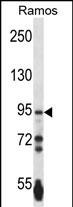 PCDHGA3 Antibody (Center) (Cat. #AP13611c) western blot analysis in Ramos cell line lysates (35ug/lane).This demonstrates the PCDHGA3 antibody detected the PCDHGA3 protein (arrow).