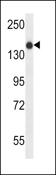 WB - XIRP1 Antibody (C-term) AP13612b