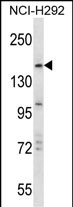 WB - TRIM33 Antibody (C-term) AP13643b