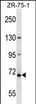WB - ZNF135 Antibody (N-term ) AP13659a