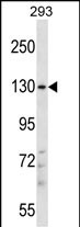 WB - PITPNM2 Antibody (Center) AP13660c