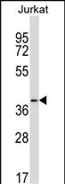 WB - PAQR6 Antibody (C-term) AP13667B