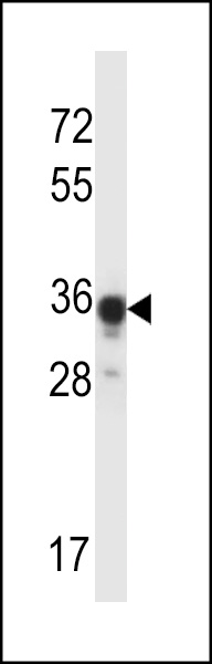 ABHD4 Antibody (Center) (Cat. #AP13670c) western blot analysis in mouse kidney tissue lysates (35ug/lane).This demonstrates the ABHD4 antibody detected the ABHD4 protein (arrow).