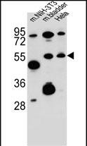 WB - SMOC1 Antibody (C-term) AP13673B