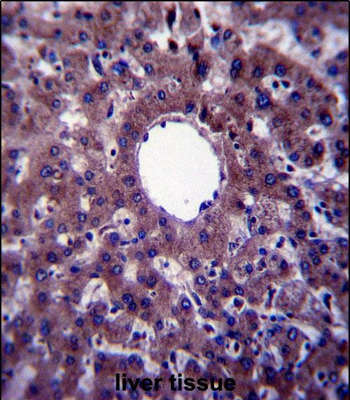 IHC-P - VNN3 Antibody (C-term) AP13679b