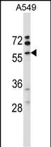 WB - VNN3 Antibody (C-term) AP13679b