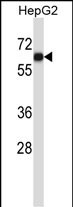 AMIGO1 Antibody (C-term) (Cat. #AP13681b) western blot analysis in HepG2 cell line lysates (35ug/lane).This demonstrates the AMIGO1 antibody detected the AMIGO1 protein (arrow).