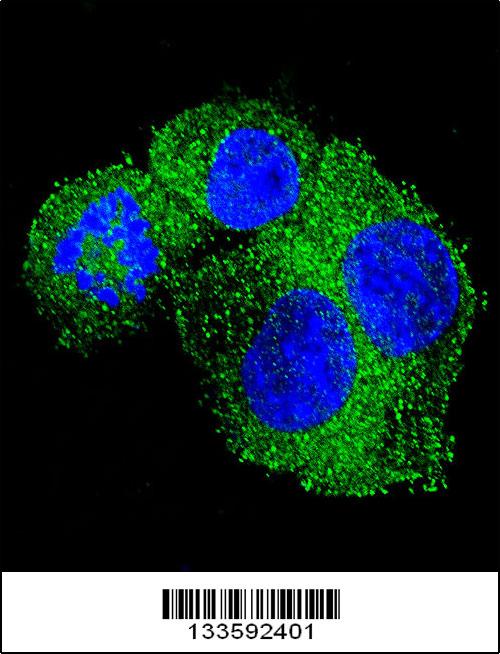 Confocal immunofluorescent analysis of APP Antibody (Center)(Cat#AP13689c) with HepG2 cell followed by Alexa Fluor 488-conjugated goat anti-rabbit lgG (green).DAPI was used to stain the cell nuclear (blue).