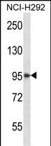 WB - HDAC4 Antibody (C-term) AP13715b