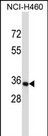 WB - OR14C36 Antibody (C-term) AP13761b