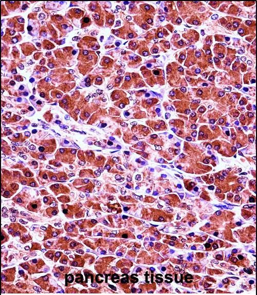 IHC-P - CELA3B Antibody (N-term) AP13770a