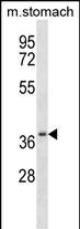 WB - Mouse Csnk2a2 Antibody (N-term) AP13804a