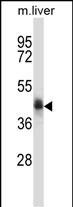 WB - NADK2 Antibody (Center) AP13805c