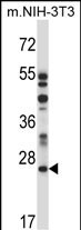 WB - LAPTM4A Antibody (N-term) AP13816a