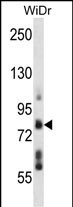 WB - TMTC4 Antibody (N-term) AP13825a