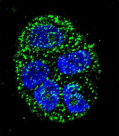 Confocal immunofluorescent analysis of AGR2 Antibody (N-term)(Cat#AP13845a) with WiDr cell followed by Alexa Fluor 488-conjugated goat anti-rabbit lgG (green). DAPI was used to stain the cell nuclear (blue).