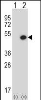 Western blot analysis of BMP7 (arrow) using rabbit polyclonal BMP7 Antibody (C-term) (Cat. #AP13859b). 293 cell lysates (2 ug/lane) either nontransfected (Lane 1) or transiently transfected (Lane 2) with the BMP7 gene.