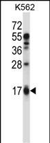 EDN2 Antibody (C-term) (Cat. #AP13863b) western blot analysis in K562 cell line lysates (35ug/lane).This demonstrates the EDN2 antibody detected the EDN2 protein (arrow).