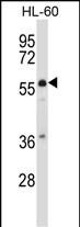 MCOLN3 Antibody (C-term) (Cat. #AP13868b) western blot analysis in HL-60 cell line lysates (35ug/lane).This demonstrates the MCOLN3 antibody detected the MCOLN3 protein (arrow).