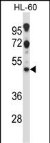 HTR2C Antibody (Center) (Cat. #AP13896c) western blot analysis in HL-60 cell line lysates (35ug/lane).This demonstrates the HTR2C antibody detected the HTR2C protein (arrow).