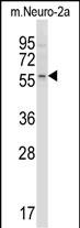 WB - Mouse Acvr2b Antibody (Center) AP13908c