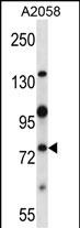 WB - Mouse Nek8 Antibody (C-term) AP13927B