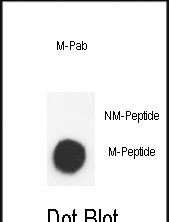 Dot blot analysis of anti-Methyl-K-H3-K9(2Me)-4MAPS Pab (Cat. #AP1050a) on nitrocellulose membrane. 50ng of Methyl-peptide or Non Methyl-peptide per dot were adsorbed. Antibody working concentrations are 0.5ug per ml.