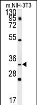 WB - ENKUR Antibody (Center) AP13942c
