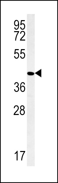 WB - PPAN Antibody (C-term) AP13950b