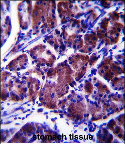 IHC-P - LYPL1 Antibody  (Center) AP13955c