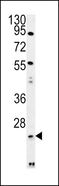 WB - LYPL1 Antibody  (Center) AP13955c