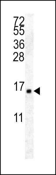 WB - HIST2H2AA4 Antibody (C-term) AP13961b