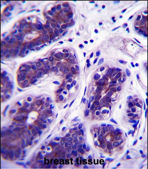 IHC-P - GDPD3 Antibody (N-term) AP13964A