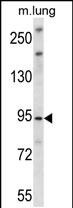 WB - UNC45B Antibody (N-term) AP13982a