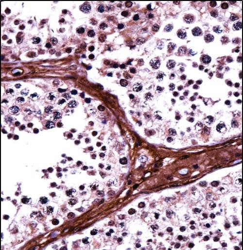 IHC-P - BRD1 Antibody (N-term) AP14018a