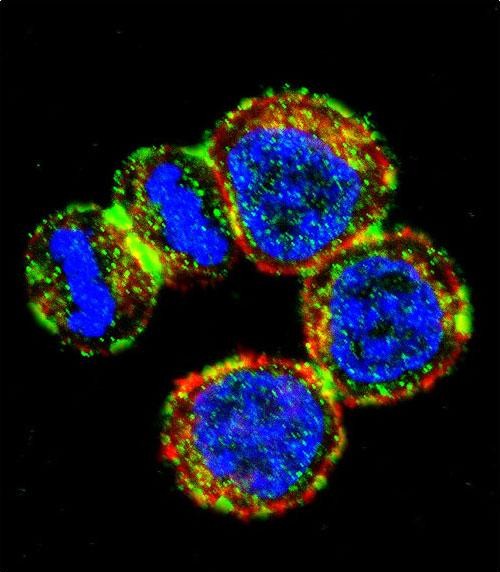 Confocal immunofluorescent analysis of BIRC3 Antibody (N-term)(Cat#AP14020a) with MDA-MB435 cell followed by Alexa Fluor 488-conjugated goat anti-rabbit lgG (green).Actin filaments have been labeled with Alexa Fluor 555 phalloidin (red).DAPI was used to stain the cell nuclear (blue).