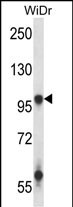 WB - GRIA3 Antibody (N-term) AP14041a