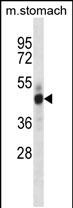 WB - Mouse Mst4 Antibody (Center) AP14072c