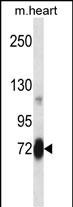 WB - Mouse Plk2 Antibody (Center) AP14082C